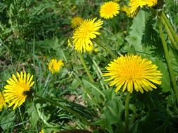 Beautiful yellow dandelion flowers