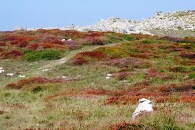 colorful autumn hillside