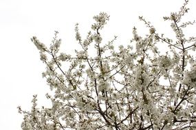 cherry blossoms against the sky