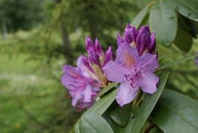 Beautiful violet flowers blossom in the summer