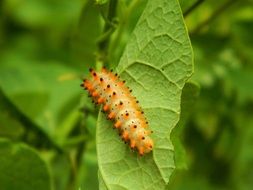 wild caterpillar on a green leaf of a tree