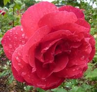 wet fluffy red rose in garden