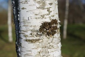 White birch tree bark