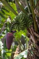 banana flower in tropics view