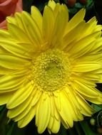 Close-up of the beautiful, yellow daisy flower