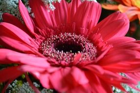 flower red pink daisy macro photo