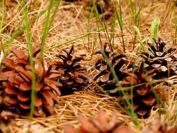 brown cones on dry grass