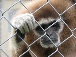 striking lemur monkey