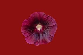 dark pink flower on red