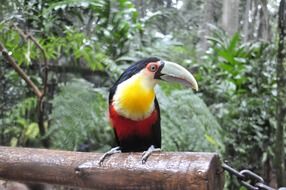 tucan or Ramphastidae