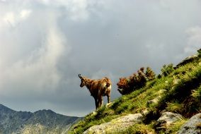 lamb in tatry landscape back view