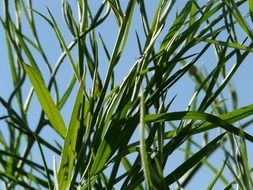 cornflower leaves and stalks