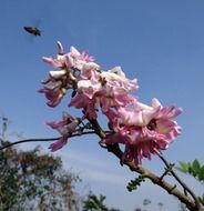 insect flies over a pink flower