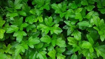 plants with green leaves in the garden close-up