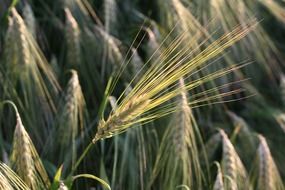 spikelet among the field close up