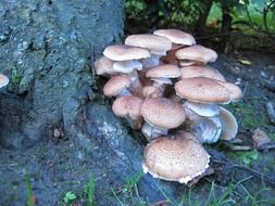 tree is overgrown with mushrooms