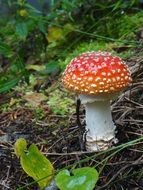 fly agaric mushroom in forest