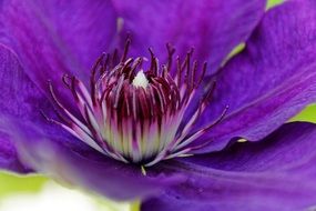 adorable purple clematis macro