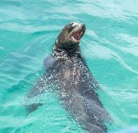 cute sea lion in water