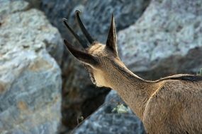 mountain goat gemse
