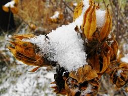 dry plant covered with snow, top view