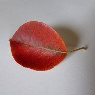 crimson autumn leaf of the pear tree