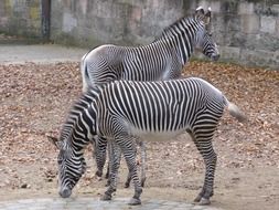 Two wild zebras