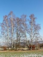 birch grove on a background of blue sky