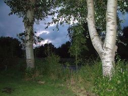 birch trees on the edge of the forest