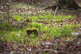 green stump in the moss in the forest