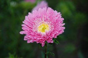 pink flower with drops macro view