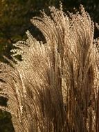 Miscanthus is a decorative plant