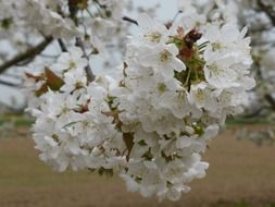 cherry branches in flowers