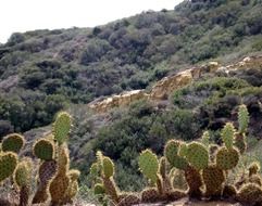 green cacti on hills