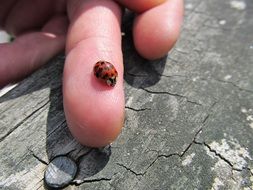 ladybug on hand