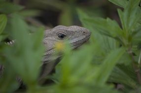 iguana behind green leaves