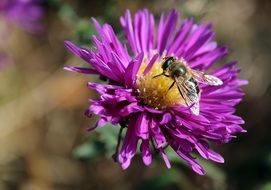 bee on a blue bright flower in the wild