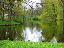 yellow flowers on the green shore of a forest lake