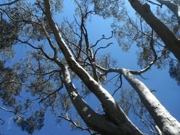 forest trees against blue sky