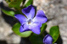 blue clematis flower close