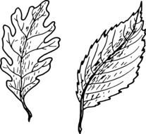 black and white drawings of leaves on a white background