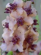 mullein or verbascum