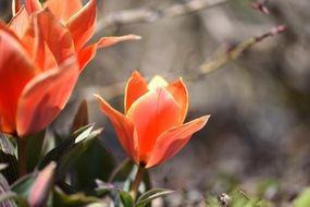 Orange tulips flowers blossom close-up on blurred background