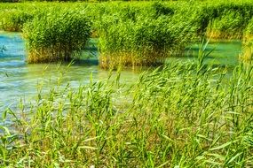 green reed in the lake water