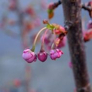 blossom flowers