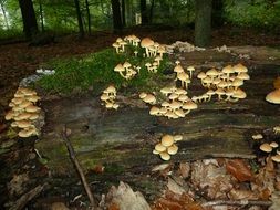 Picture of mushrooms on a wood
