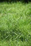 green lawn in summer