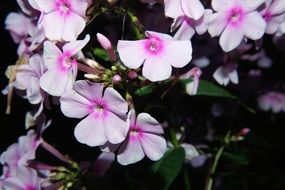 bush of delicate pink flowers