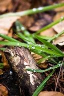 macro scene of grass with raindrop in forest