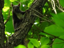 squirrel on the tree branch
